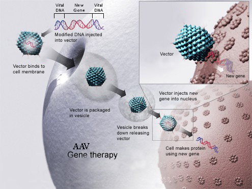 II型腺相关病毒（AAV2）定量检测