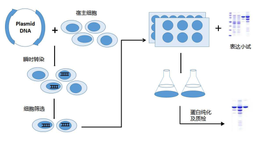 蛋白重组表达